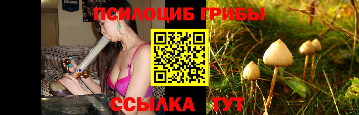 Галлюциногенные грибы Cubensis  купить наркотики сайты  Пугачёв  Вход с VPN 